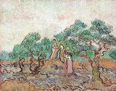 The Olive Orchard Painting By Vincent Van Gogh Reproduction • $44.99