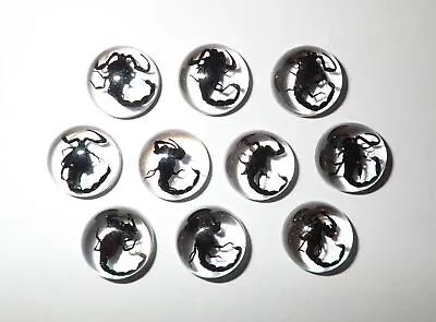 Insect Cabochon Black Scorpion Specimen Round 13 Mm Clear 10 Pieces Lot • £19.99
