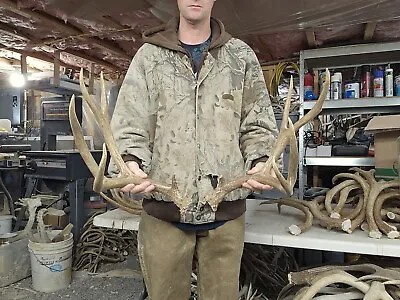 Big Mule Deer Set Antlers Sheds Horns Elk Moose Rack • $150