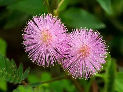 Mimosa Pudica Sensitive Plant 35 Seeds- Fun For Kids! • £2.69