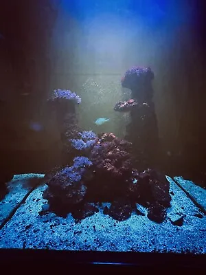 Marine Aquarium Live Rock • £200