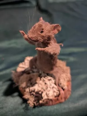 Taxidermy Mouse • $27