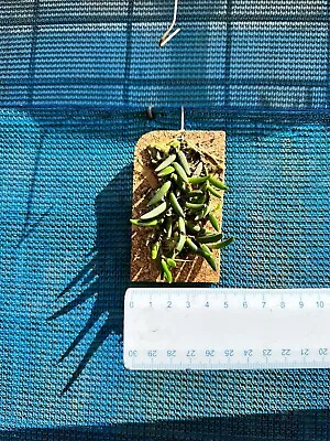$24 • Buy AAO Orchid-Dendrobium Prenticei(Rare)species