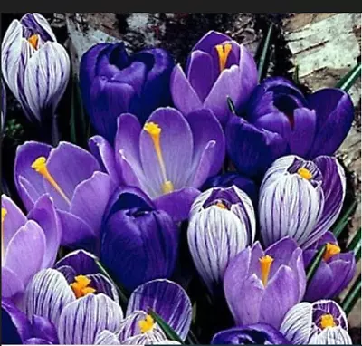 Blue Moon Mix Crocus 20 Bulbs – Blues And Purples – 8/9cm Bulbs • $16.99