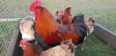 6 French Wheaten Marans Hatching Eggs Quality Birds Dark Eggs • £16.50