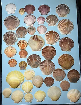 Florida Colorful Scallop Seashell Lot Of 40 Seashells 1 -2.25” Shells- Crafts • $9.99