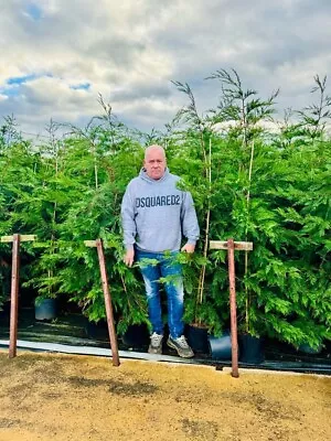 Leylandi/conifer Tree X50 6/7ft  EXCELLENT QUALITY • £1199