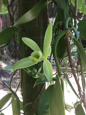 Vanilla Planifolia Orchid Fragrant Flower Vine Potted PLANT Free Shipping • $49.99