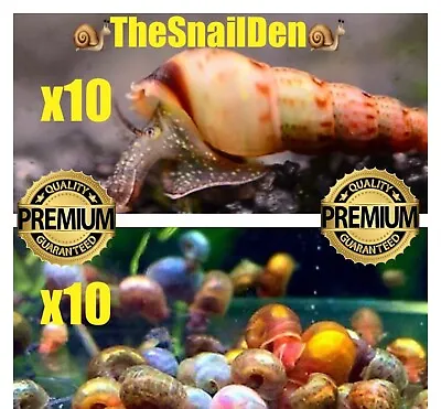 10 +Malaysian Trumpet Snails 10 +Ramshorn Snails Cleanup Crew Aquarium Tropical • £14.99