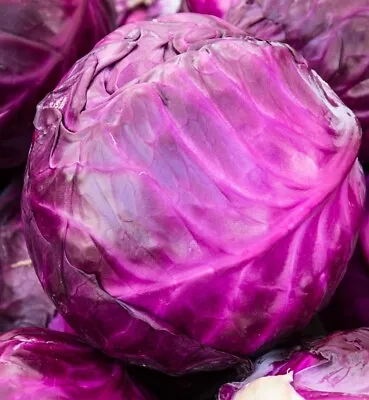 Red Acre Cabbage Seeds | Non-GMO | Heirloom | Fresh Garden Seeds • $160