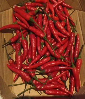 Very Hot Chilli Pepper Seed Pod X1 Bird Eye  - Approx 20 Seeds Dry London Grown • £4.99