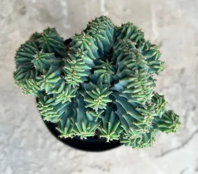 Myrtillocactus Geometrizans 'Blue Candle Crest' Comes In A 3.5  Pot • $27.96