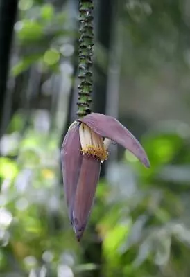 Musa Ochracea | Crepe Banana | 10 Seeds • $4.79