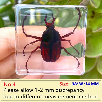 Insect In Resin Specimen Collection Paperweight Science Kids Toy Education Prop • £11.45