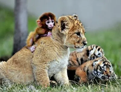 Monkey With Lion Cub 8x10 Glossy Photo Picture • $3.99