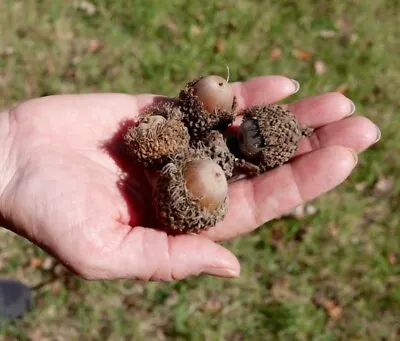 50 Bur OAK ACORNS WITH CAPS FRESH FOR SEED FEED CRAFTS • $12.99