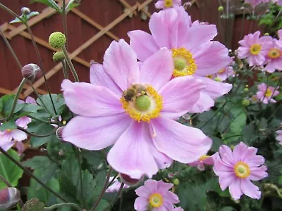 Anemon X Hybrida   Queen Charlotte- Japanese Anemone X 200 + Fresh Seeds • £2.99