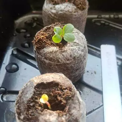 £4.99 • Buy Jiffy Peat Moss Starter Soil Plugs Pellets Seedling Cutting Compost Hydroponics
