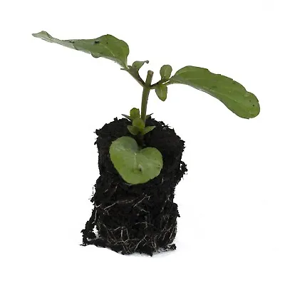 6 Basil Mint Herb Plug Plants *Perennial Herb Plant* Grow Your Own Herb Garden • £12.99