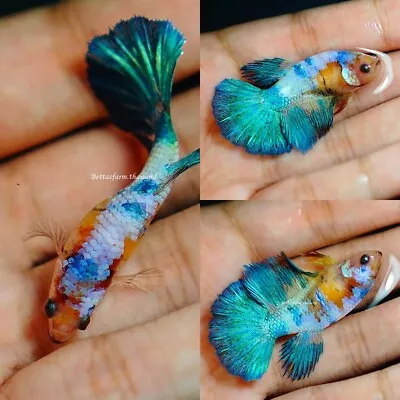 Live Tropical Betta Fish -- Candy Monster | Halfmoon Female • $10.50