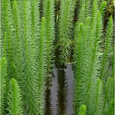 HIPPURIS VULGARIS OXYGENATING POND PLANT - Water Lilies Aquatic Plants Lily Fish • £6.99