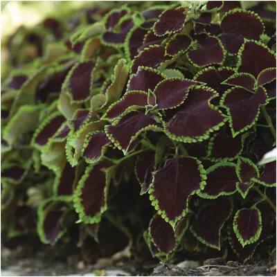 Coleus 'Chocolate Mint' X 3 Plug Plants For Potting On • £11.99