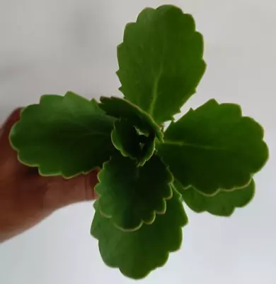 £5.99 • Buy Kalanchoe Fedtschenkoi (Lavender Scallops) Succulent Bare-Rooted Plant