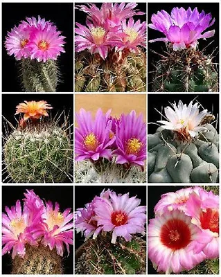  THELOCACTUS VARIETY MIX Exotic Mixed Cacti Rare Flowering Cactus Seed 100 SEEDS • $16.99