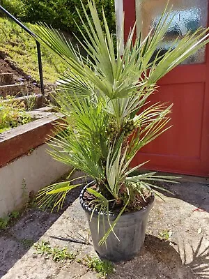 CHAMAEROPS HUMILIS Palm TreeTotally Hardy. 95cm-135cm  • £100