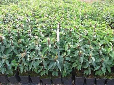 10 Prunus Portuguese Hedging Laurel 40-60cms Potted • £29.95