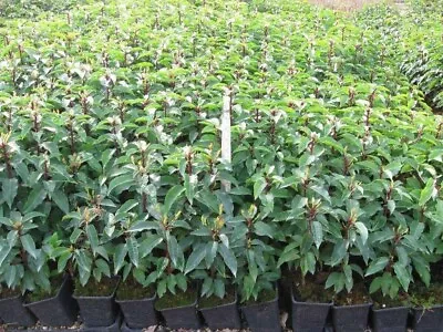 15 Prunus Portuguese Hedging Laurel 40-60cms Potted • £45