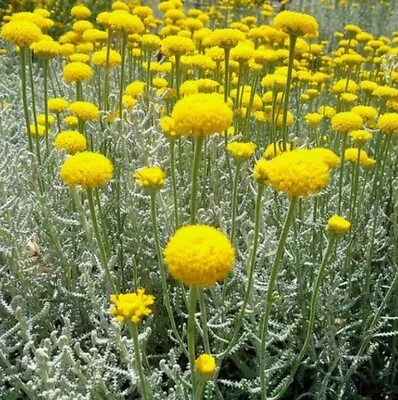 £9.99 • Buy ×6 Perennial Santolina Chamaecyparissus Cotton Lavender Bedding PLUG PLANTS