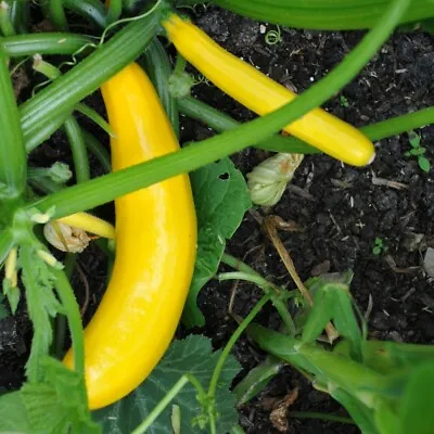 3x Courgette Yellow Golden Plug Plants Vegetables - End Of April • £10.95