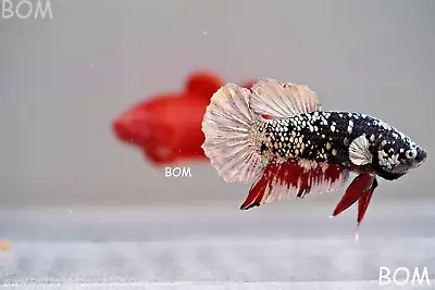 Betta Plakat BLACK AVATAR GALAXY DUST: Unique Fish | BOM608 • $49.99