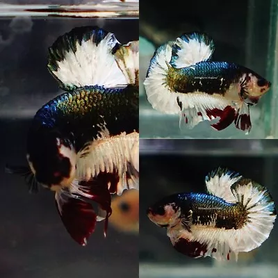 Live Tropical Betta Fish - Knight Copper | Halfmoon Plakat Male • $9.99