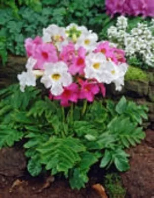 25+ Incarvillea Hardy Gloxinia / Cream & Rosy Purple Mix Perennial Flower Seeds • £4.50