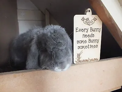  Rabbit Hutch Sign Plaque EVERY BUNNY NEEDS SOME BUNNY SOMETIMES • £2.50