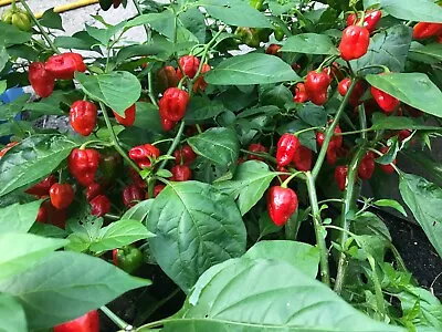 CARIBBEAN RED HABANERO CHILI LOT OF 3 Super Hot Pepper LIVE PLANTS 450000+ SHU • $18