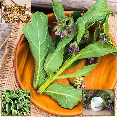 Comfrey 10 Seeds COMPOST ACTIVATOR Spring Summer PERENNIAL GREEN MANURE Tea • $6.17