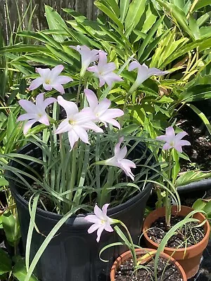 Pink Rain Lily Habranthus Robustus  5 BULBS PLANT. • $12