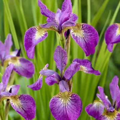 £3.95 • Buy Iris Sibirica Sparkling Rose, Pink/lilac Flowered, Easy Moisture Loving 9cm Pot