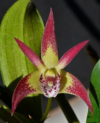$7 • Buy Orchid -Dendrobium Vung-Tau 'Helen' X Speciosum 'Windermere' HCC/ANOS