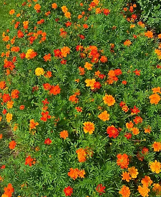 Marigold Seeds Red/Orange/Yellow Mix | 2500+ Fresh Garden Seeds • $9.99