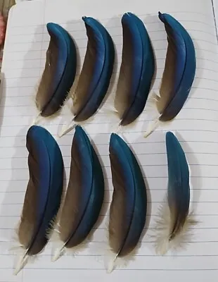 8 -Blue & Gold Macaw Feathers 3 -5  Inches Naturally Shed  Slightly Bent/Curved  • $11