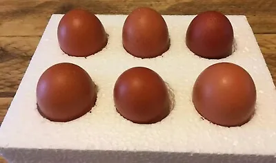 £29.99 • Buy 6 X Blue MARAN Fertile Chicken Hatching Eggs Laying Birds Large Fowl 