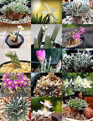 EXOTIC AVONIA MIX Variety Rare Flowering Succulent Cactus Plant Seed - 15 SEEDS • $8.99