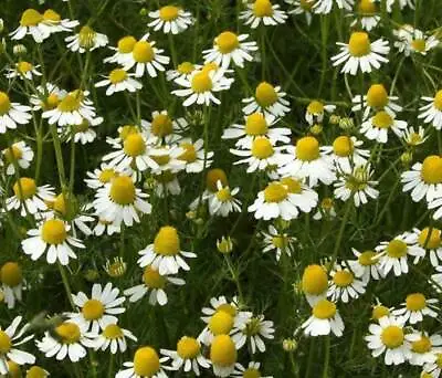 German Chamomile Matricaria Recutita Seeds -  Finest Quality UK Herb Seeds • £2.25