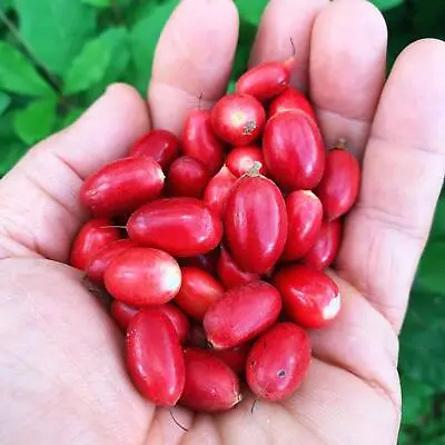 60++ Miracle Berry Fruit Seeds (Synsepalum Dulcificum) 100% Original • $45