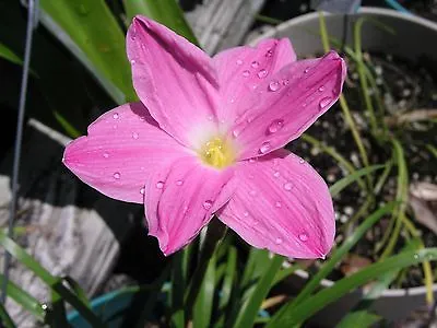 Rain Lily Zephyranthes Labufarosea Pink Panther 3 Bulbs NEW Habranthus • $18