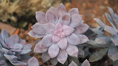 Graptopetalum Superbum • $23.62